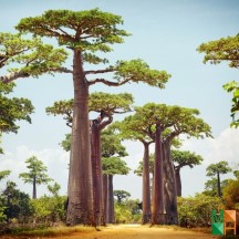 Tranh dán tường Hàn Quốc đẹp cho phòng khách NA - 395